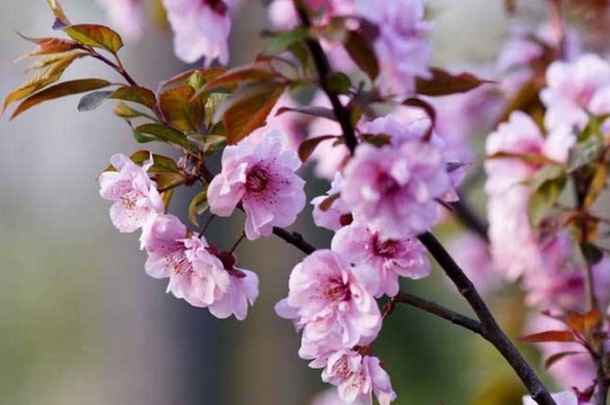 美人梅的病虫害及其防治，剪枝杀菌天敌预防