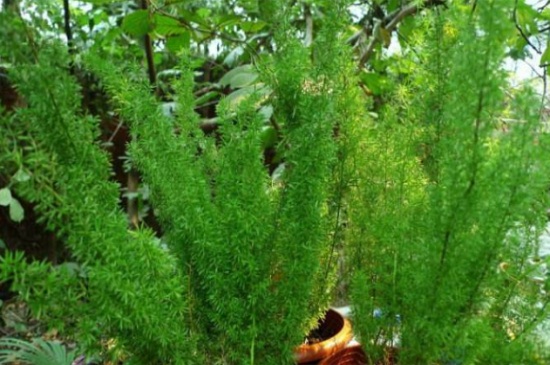 天门冬的病虫害及其防治，茎枯病需清除病枝并消毒