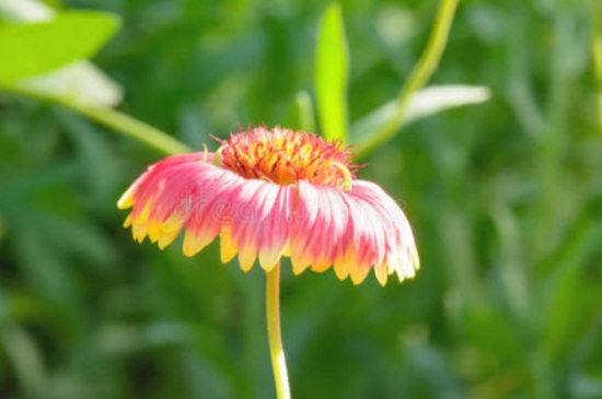 天人菊什么时候开花，夏秋两季开花