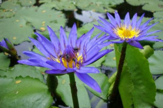 延药睡莲的病虫害防治，螺蛳类虫害可养泥鳅生物防治