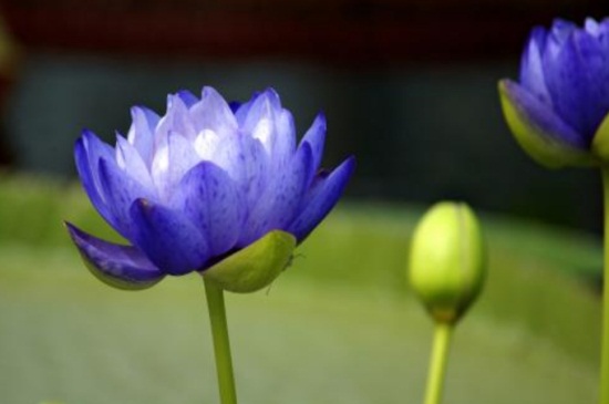 睡莲的叶子发黑怎么办，病菌感染需切除病枝并消毒