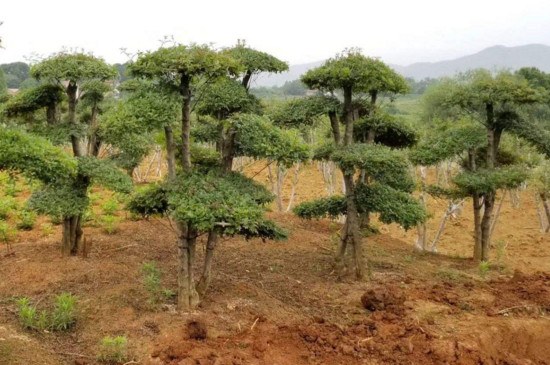 对节白蜡下山桩怎么种