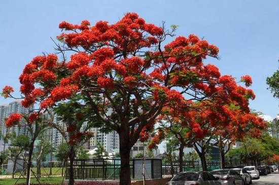 厦门和台南的市树是