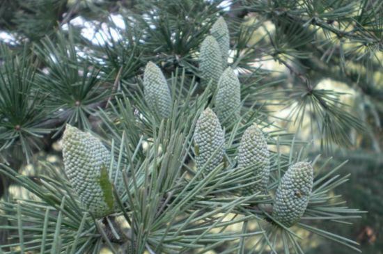 雪松树特点