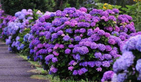 绣球荚花语