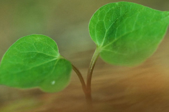 双子叶植物种子结构