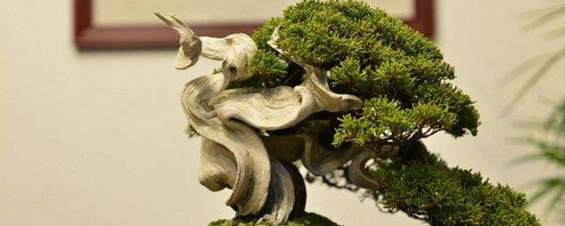 真柏叶子发黄原因