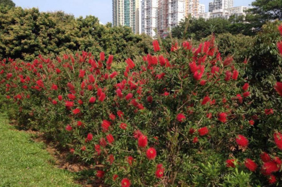 红千层是吉祥花吗