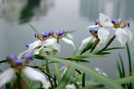 巴西鸢尾怎施肥