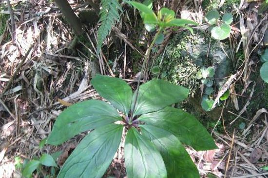 花叶上有黄点是怎么回事