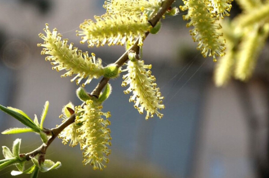 柳树开花吗?什么时候开花