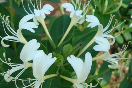 金银花是被子植物吗