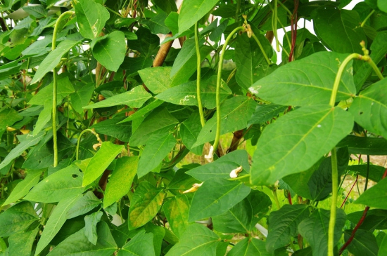 豆角初次开花浇水施肥可以吗