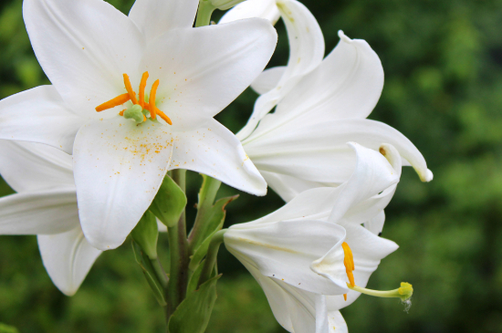 百合花小花苞变黑要剪掉吗