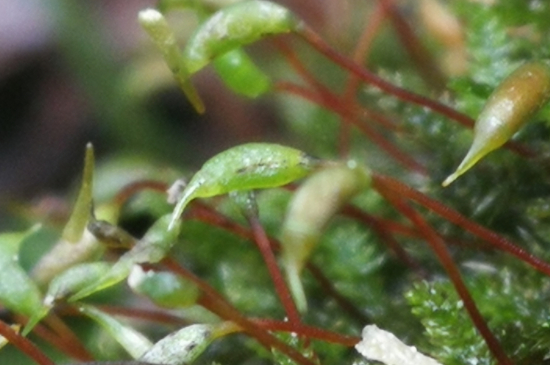 苔花是什么