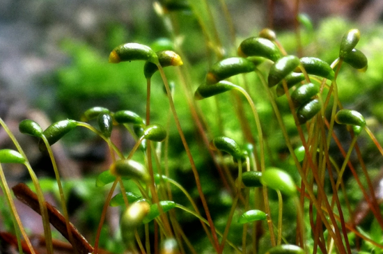 苔花是什么