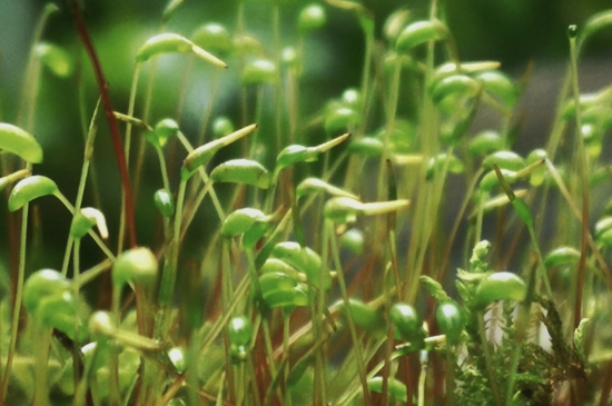 苔花是什么