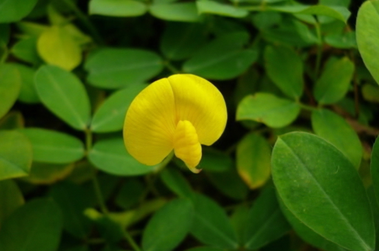 花生开花期需要浇水吗