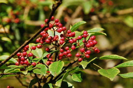 花椒树1一3年怎么管理