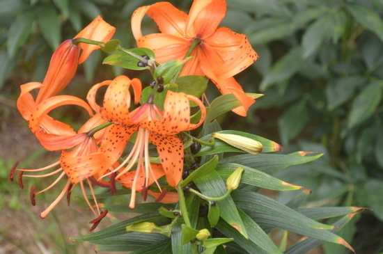 百合什么时候种植什么时候开花