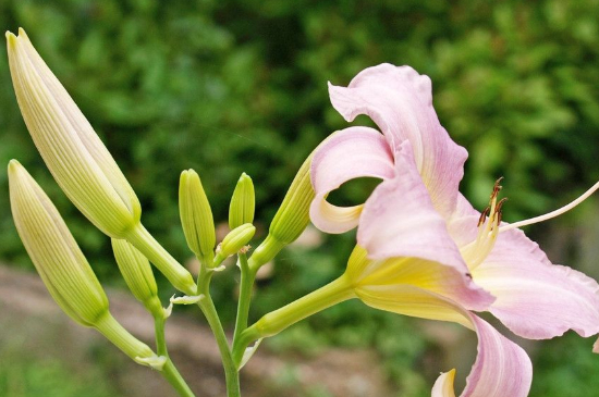 百合什么时候种植什么时候开花