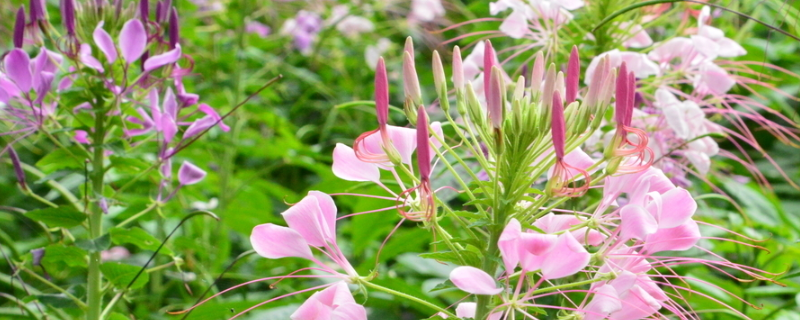 醉蝶花怎么修剪