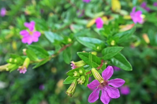 雪茄花养殖方法