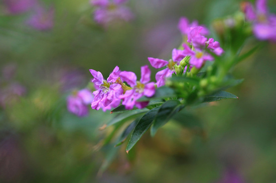 雪茄花养殖方法