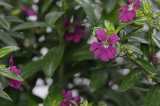 雪茄花怎么不开花