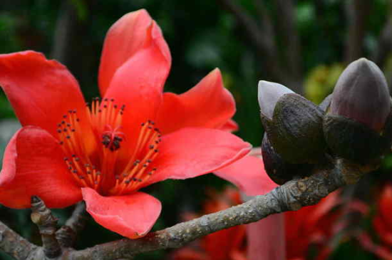 攀枝花是什么花