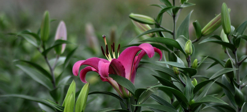 水养百合花技巧与方法