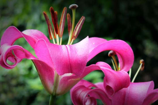 水养百合花技巧与方法