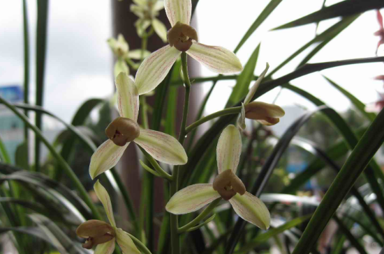 夏天怎样给兰花换盆