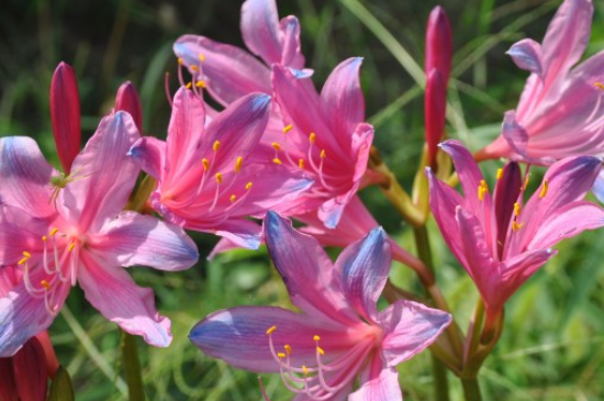 换锦花寓意