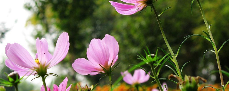 花上有腻虫用什么药