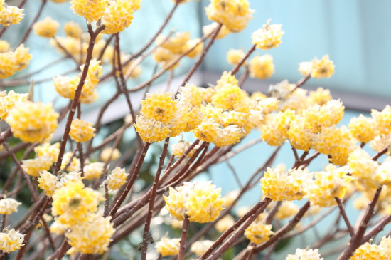 结香花什么时候长叶子