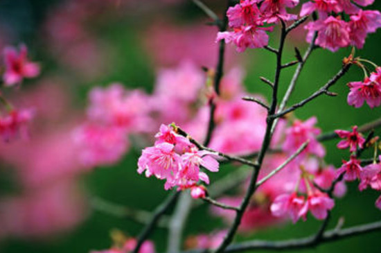 钟花樱的花语