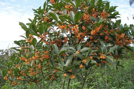 桂花能放在客厅里吗