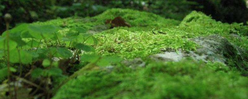 苔藓植物的主要特征