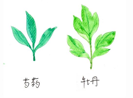 芍药和牡丹的区别，五种方法教你快速区分