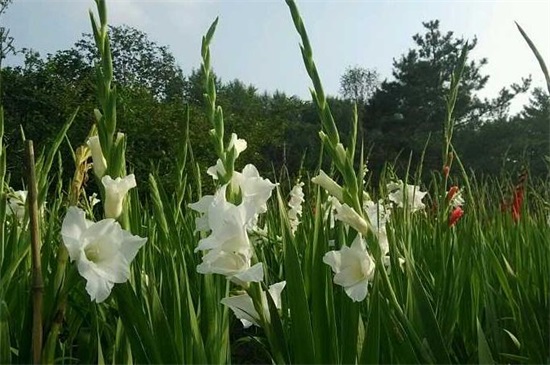 代表勇气和坚强的植物，盘点十种顽强生长的花朵