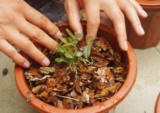 铁皮石斛的种植方法盆栽，严格控水控温少阳光才能养活