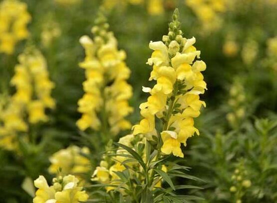 金鱼草花期多长，6月和9月花期1个月/4月花期可延长5个月