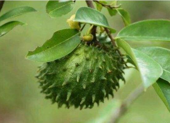 刺果番荔枝功效与作用，能延缓衰老治便秘还消除寄生虫