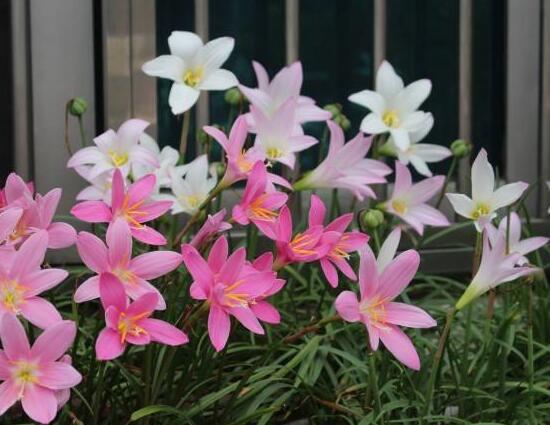 花韭与风雨兰的区别，5种方法简单区分花韭和风雨兰