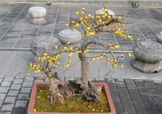 腊梅花种子能种吗(附图片)，腊梅花种子的种植方法