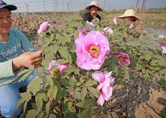 芍药怎么修剪，详解芍药开花和开花前后的修剪技巧