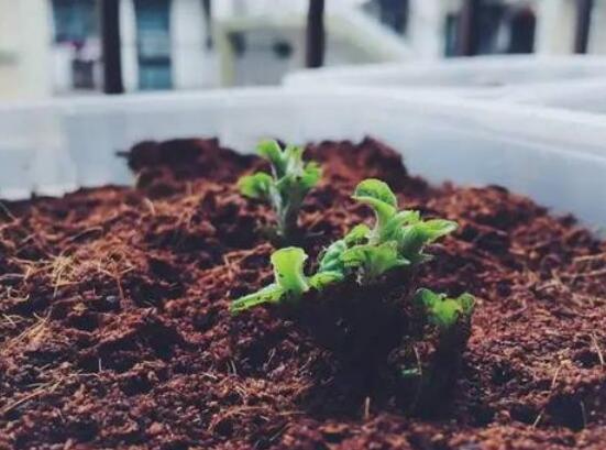 阳台土豆的种植方法，4个步骤让土豆又大又圆