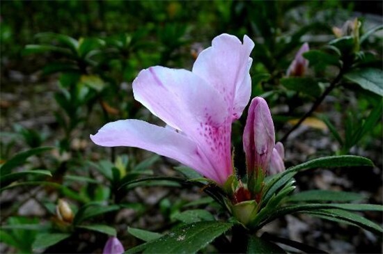 毛杜鹃花冬天怕冻吗，不怕/最低可以承受-8℃