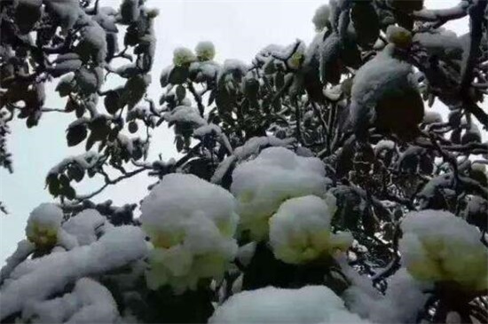 毛杜鹃花冬天怕冻吗，不怕/最低可以承受-8℃